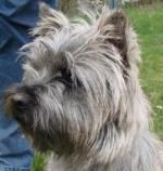 Cairn Terrier Nemo