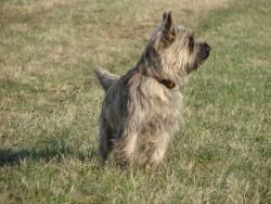 Ein Jagdhund wie er im Buche steht !